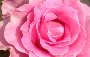 pink-rose